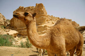 Camelo no deserto.
